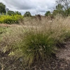 'Gone With The Wind' Prairie Dropseed