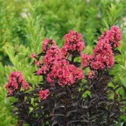 Center Stage® Coral Crapemyrtle -Great Garden Plants Sales Store center stage coral crapemyrtle 3 sw