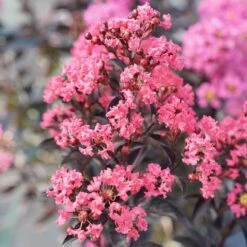 Center Stage® Coral Crapemyrtle -Great Garden Plants Sales Store center stage coral crapemyrtle 4 sw