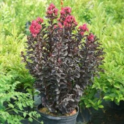 Center Stage® Pink Crapemyrtle -Great Garden Plants Sales Store center stage pink crapemyrtle 5 sw