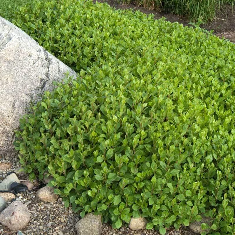 Hardy Plumbago 2 Hardy Plumbago - Image 2