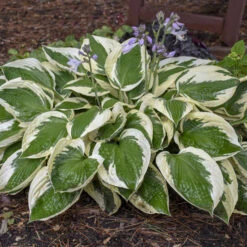 'Patriot' Hosta -Great Garden Plants Sales Store cfeeadbcfa09906c53303e308a61b5cf