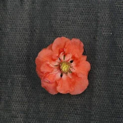 Double Take Peach™ Flowering Quince -Great Garden Plants Sales Store chaenomeles double take peach 2 P sw