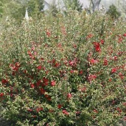 Double Take Pink™ Flowering Quince -Great Garden Plants Sales Store chaenomeles double take pink 2 P sw