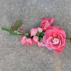 Double Take Pink™ Flowering Quince -Great Garden Plants Sales Store chaenomeles double take pink 3 P sw