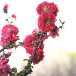 Double Take Pink™ Flowering Quince -Great Garden Plants Sales Store chaenomeles double take pink 4 P sw