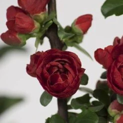 Double Take Scarlet™ Flowering Quince -Great Garden Plants Sales Store chaenomeles double take scarlet 2 P sw