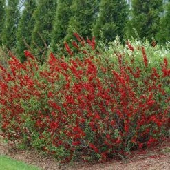Double Take Scarlet™ Flowering Quince -Great Garden Plants Sales Store chaenomeles double take scarlet 3 P sw