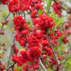 Double Take Scarlet™ Flowering Quince -Great Garden Plants Sales Store chaenomeles double take scarlet 5 P sw
