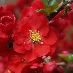 Double Take Scarlet™ Flowering Quince -Great Garden Plants Sales Store chaenomeles double take scarlet 6 P sw