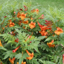 Chicklet™ Orange Trumpet Bush -Great Garden Plants Sales Store chicklet orange 2 sq