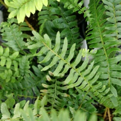 Christmas Fern -Great Garden Plants Sales Store christmas fern 3