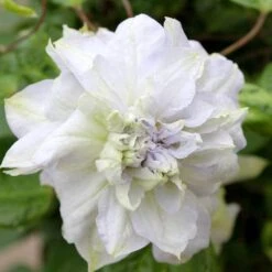 'Diamond Ball' Clematis -Great Garden Plants Sales Store clematis diamond ball 3 sw