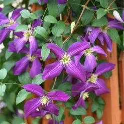 Happy Jack® Purple Clematis -Great Garden Plants Sales Store clematis happy jack purple 3 sw