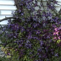 Happy Jack® Purple Clematis -Great Garden Plants Sales Store clematis happy jack purple 4 sw