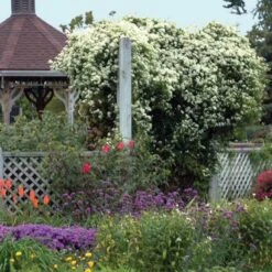 Sweet Autumn Clematis -Great Garden Plants Sales Store clematis paniculata autumn clematis 4