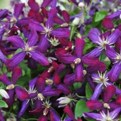 'Sweet Summer Love' Clematis -Great Garden Plants Sales Store clematis sweet summer love 1