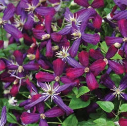 'Sweet Summer Love' Clematis -Great Garden Plants Sales Store clematis sweet summer love 2