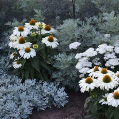Color Coded™ 'The Price Is White' Coneflower -Great Garden Plants Sales Store color coded the price is white coneflower 1