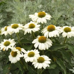 Color Coded™ 'The Price Is White' Coneflower -Great Garden Plants Sales Store color coded the price is white coneflower 2