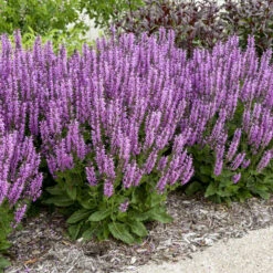 Color Spires® 'Back To The Fuchsia' Salvia -Great Garden Plants Sales Store color spires back to the fuchsia salvia 1