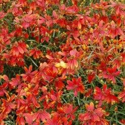 'Ladybird' Tickseed 7 'Ladybird' Tickseed -Great Garden Plants Sales Store coreopsis ladybird 4