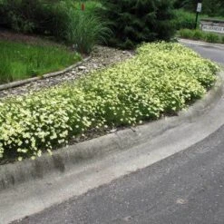 'Moonbeam' Tickseed 7 'Moonbeam' Tickseed -Great Garden Plants Sales Store coreopsis moonbeam 3