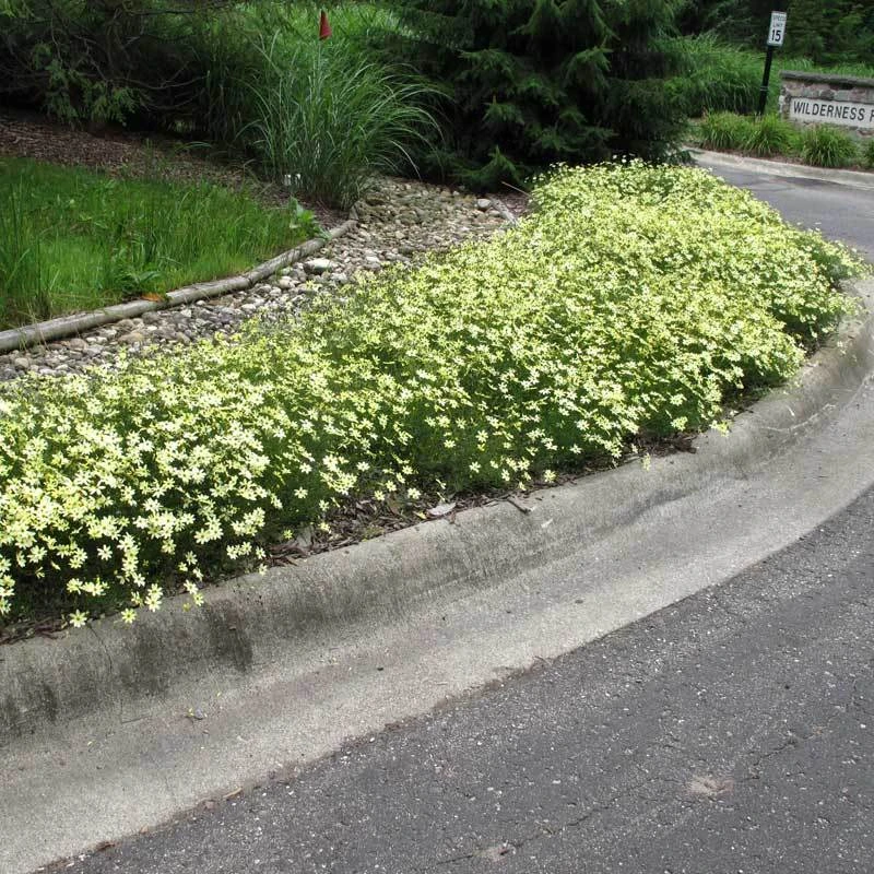 'Moonbeam' Tickseed 3 'Moonbeam' Tickseed - Image 3