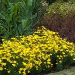 'Zagreb' Tickseed 7 'Zagreb' Tickseed -Great Garden Plants Sales Store coreopsis zagreb 2