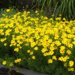'Zagreb' Tickseed 8 'Zagreb' Tickseed -Great Garden Plants Sales Store coreopsis zagreb 5