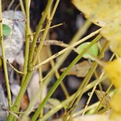 Arctic Fire® Yellow Red-Twig Dogwood -Great Garden Plants Sales Store cornus arctic fire yellow 4 P ee90fd47 1fcf 4740 921c 469de2455d08 sw