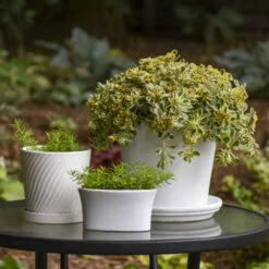 Rock 'N Low® 'Boogie Woogie' Stonecrop -Great Garden Plants Sales Store d3cd897800e43dca44f8755ed4acdc97