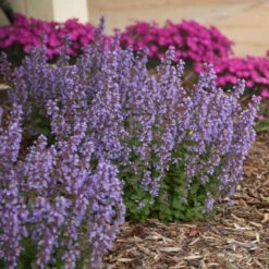 'Cat's Pajamas' Catmint -Great Garden Plants Sales Store d4d4f3d6a45d38dab56d4181eca68e83