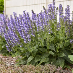 Color Spires® 'Azure Snow' Salvia -Great Garden Plants Sales Store d72847b716a03f1ce7cd21980164359a