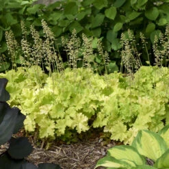 'Twist Of Lime' Coral Bells -Great Garden Plants Sales Store ddc6f38a00a91ce949b62bf2fd3b18c3