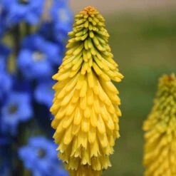 Pyromania™ 'Solar Flare' Red Hot Poker -Great Garden Plants Sales Store de214c737f2a92428fcd66aab707e623