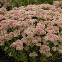 'Autumn Joy' Stonecrop -Great Garden Plants Sales Store de69846fdf2fa3b3d9337b8dfc0a45ae