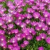 Pink Ice Plant