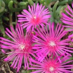 Pink Ice Plant -Great Garden Plants Sales Store delosperma cooperi ice plant 3 sw