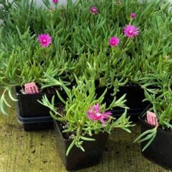 Pink Ice Plant -Great Garden Plants Sales Store delosperma cooperi ice plant 4 sw