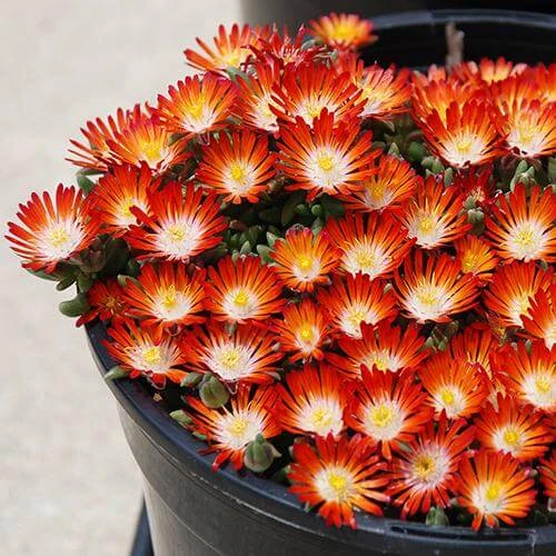 Hot Cakes® 'Pumpkin Perfection' Ice Plant 2 Hot Cakes® 'Pumpkin Perfection' Ice Plant - Image 2