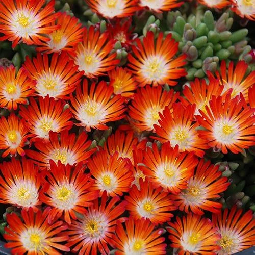 Hot Cakes® 'Pumpkin Perfection' Ice Plant 1 Hot Cakes® 'Pumpkin Perfection' Ice Plant