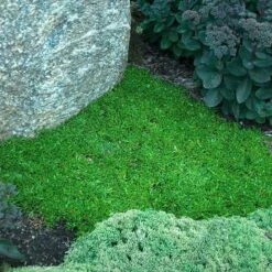 'Jewel Of Desert Garnet' Ice Plant -Great Garden Plants Sales Store delosperma jewel of desert garnet ice plant 3 sw