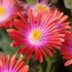 'Jewel Of Desert Garnet' Ice Plant -Great Garden Plants Sales Store delosperma jewel of desert garnet ice plant 4 sw