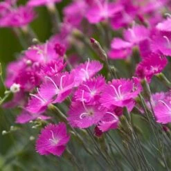 'Firewitch' Dianthus -Great Garden Plants Sales Store dianthus firewitch cheddar pinks 3 sw
