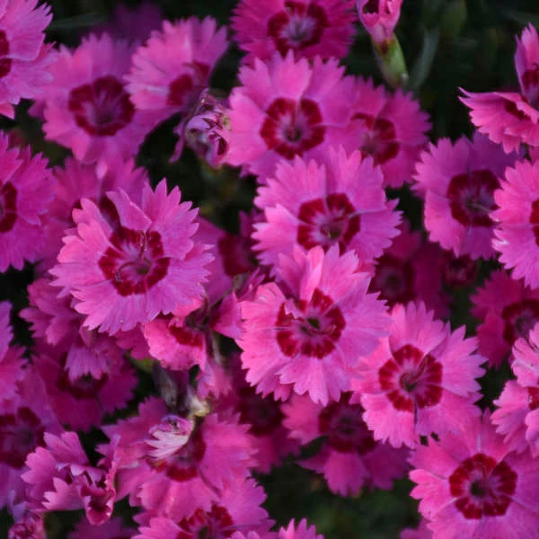 'Paint The Town Fancy' Dianthus 1 'Paint The Town Fancy' Dianthus