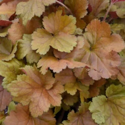 DolceĀ® 'Toffee Tart' Coral Bells