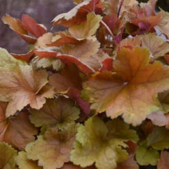 Dolce® 'Toffee Tart' Coral Bells -Great Garden Plants Sales Store dolce toffee tart coral bells 4