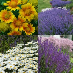 Drought Resistant+ Long Blooming Collection