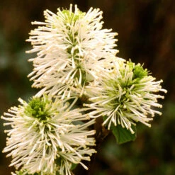 Dwarf Fothergilla 5 Dwarf Fothergilla -Great Garden Plants Sales Store dwarf fothergilla 3